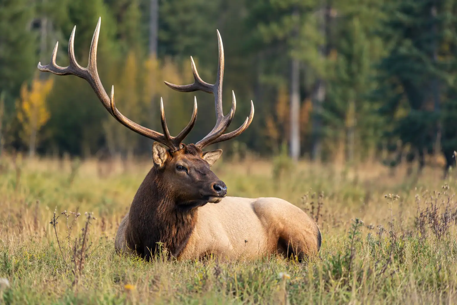 Bull elk resting in the forest of Northern Michigan